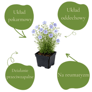 Zioła wspierające układ pokarmowy, oddechowy, przeciwzapalne i na reumatyzm.