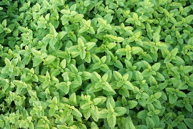 mieta-pieprzowa-orange-fresh-mentha-piperita-prozdrowotna-u-szeptuchy-usztpuchy-sadzonka-duza-zielnik