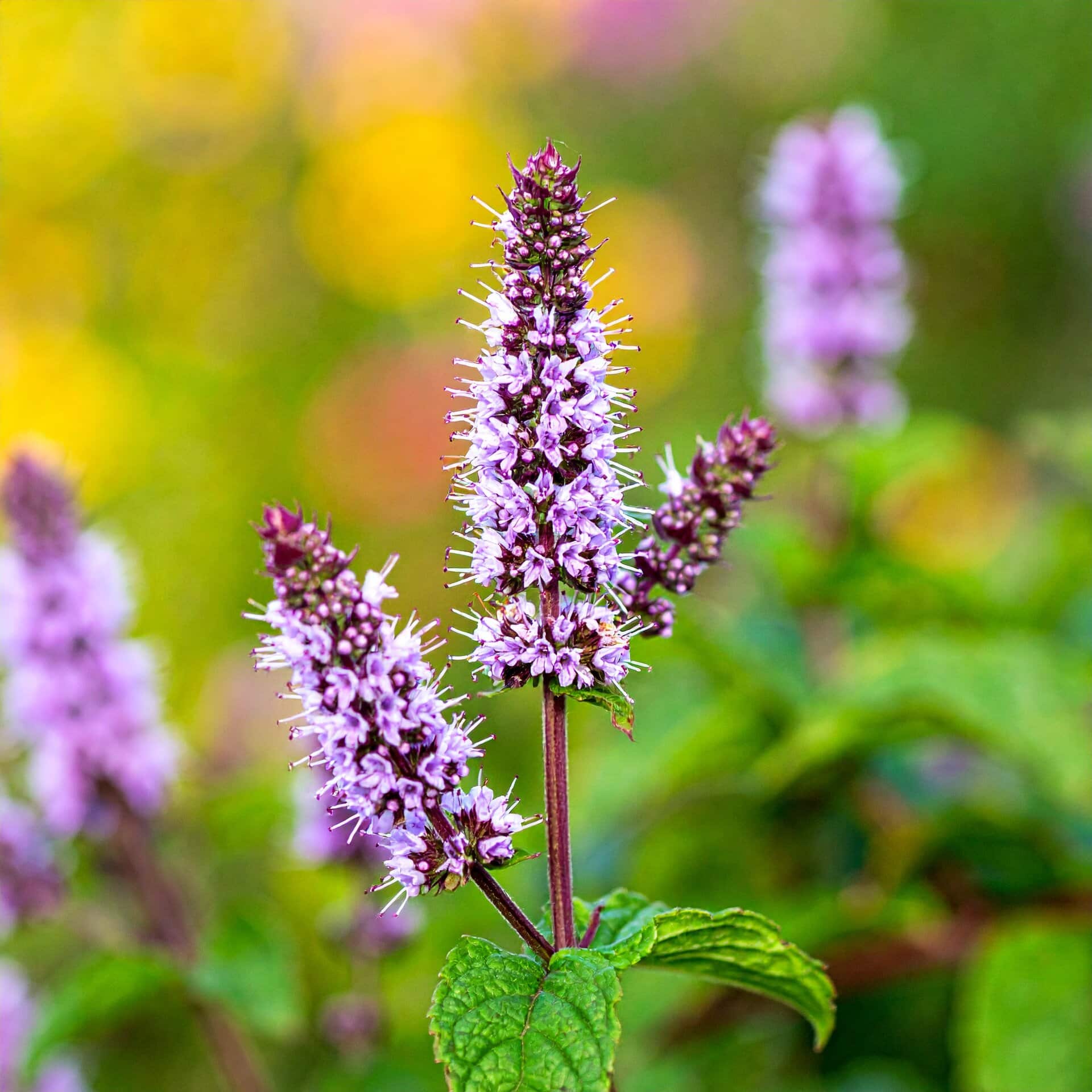 mieta-pieprzowa-mieta-lekarska-mentha-piperita-prozdrowotna-u-szeptuchy-usztpuchy-sadzonka-duza-zielnik