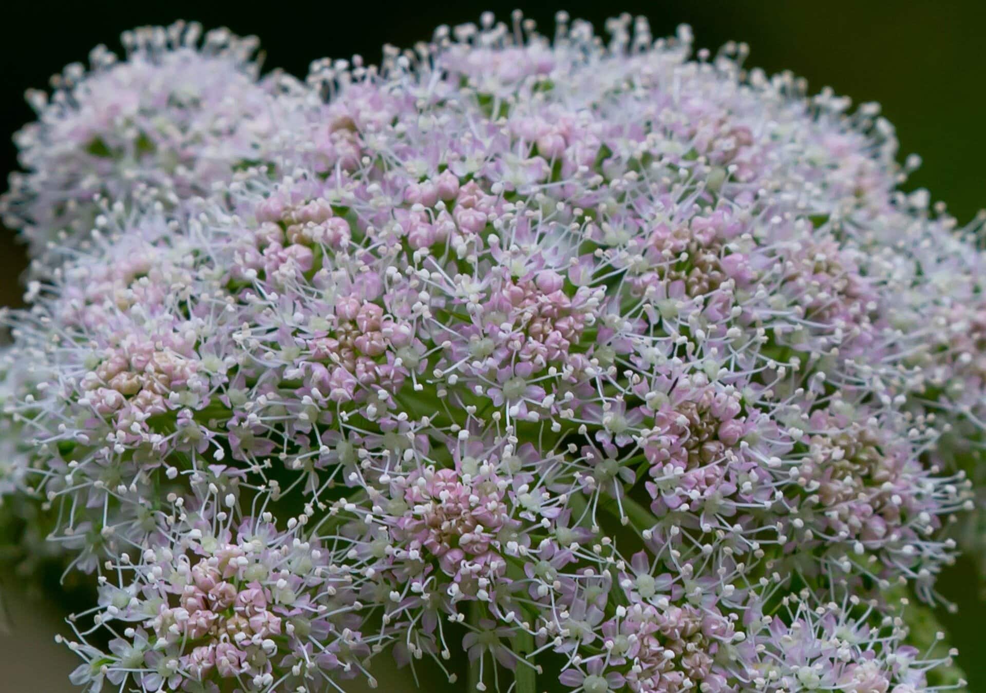 a7203b766b5173c14463367f9beba231