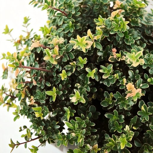 843e3d15401f7bd71105c8a802a19c82