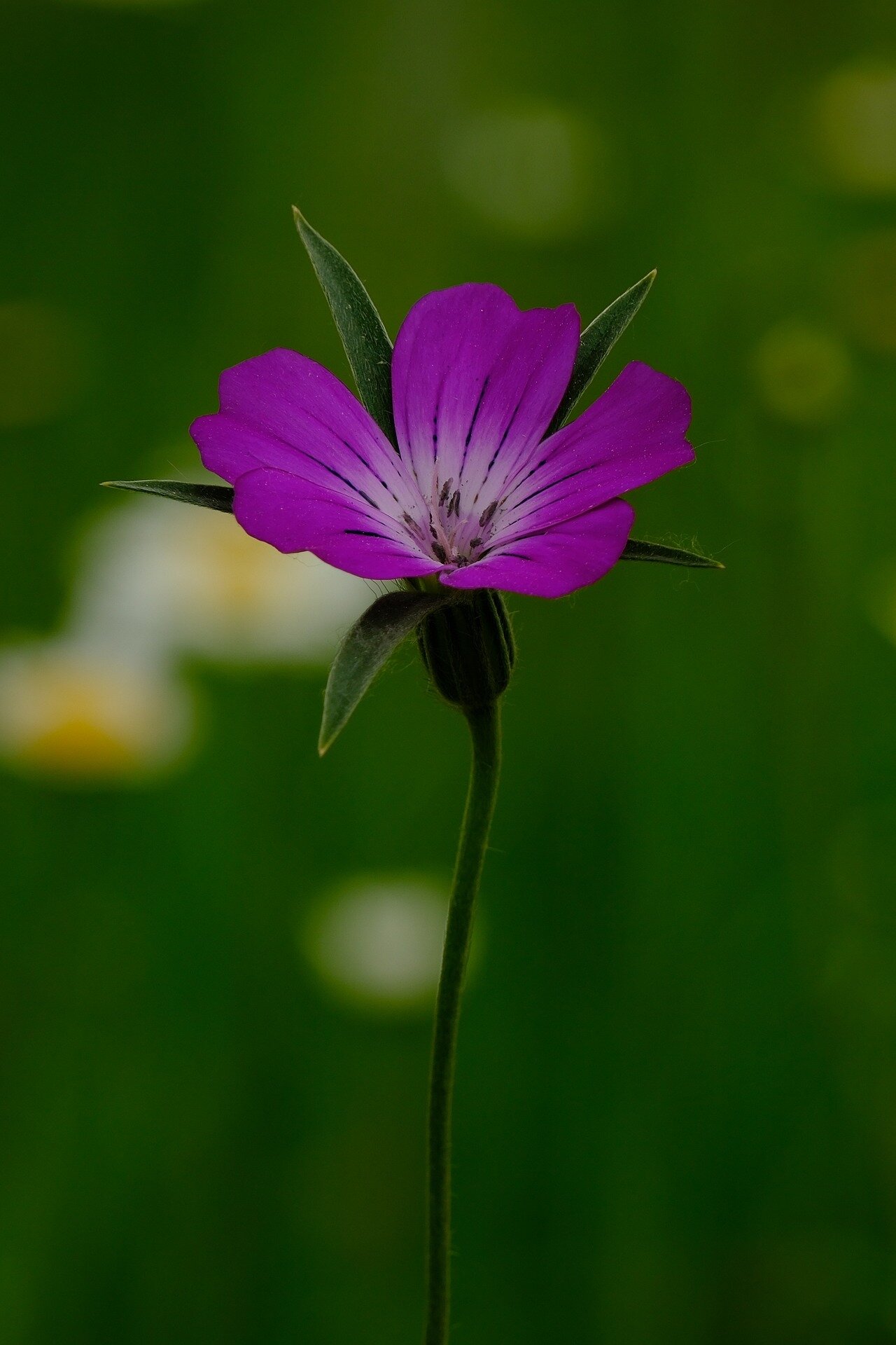 a94faa4f7a6ef428c2fe22cd8610fed5