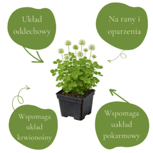 Naturalne wsparcie układu oddechowego, krwionośnego i pokarmowego.