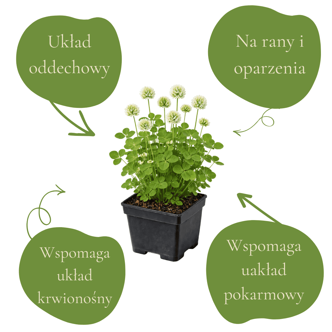 Naturalne wsparcie układu oddechowego, krwionośnego i pokarmowego.