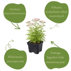 07050285d01fea3efc273fb316d7b290