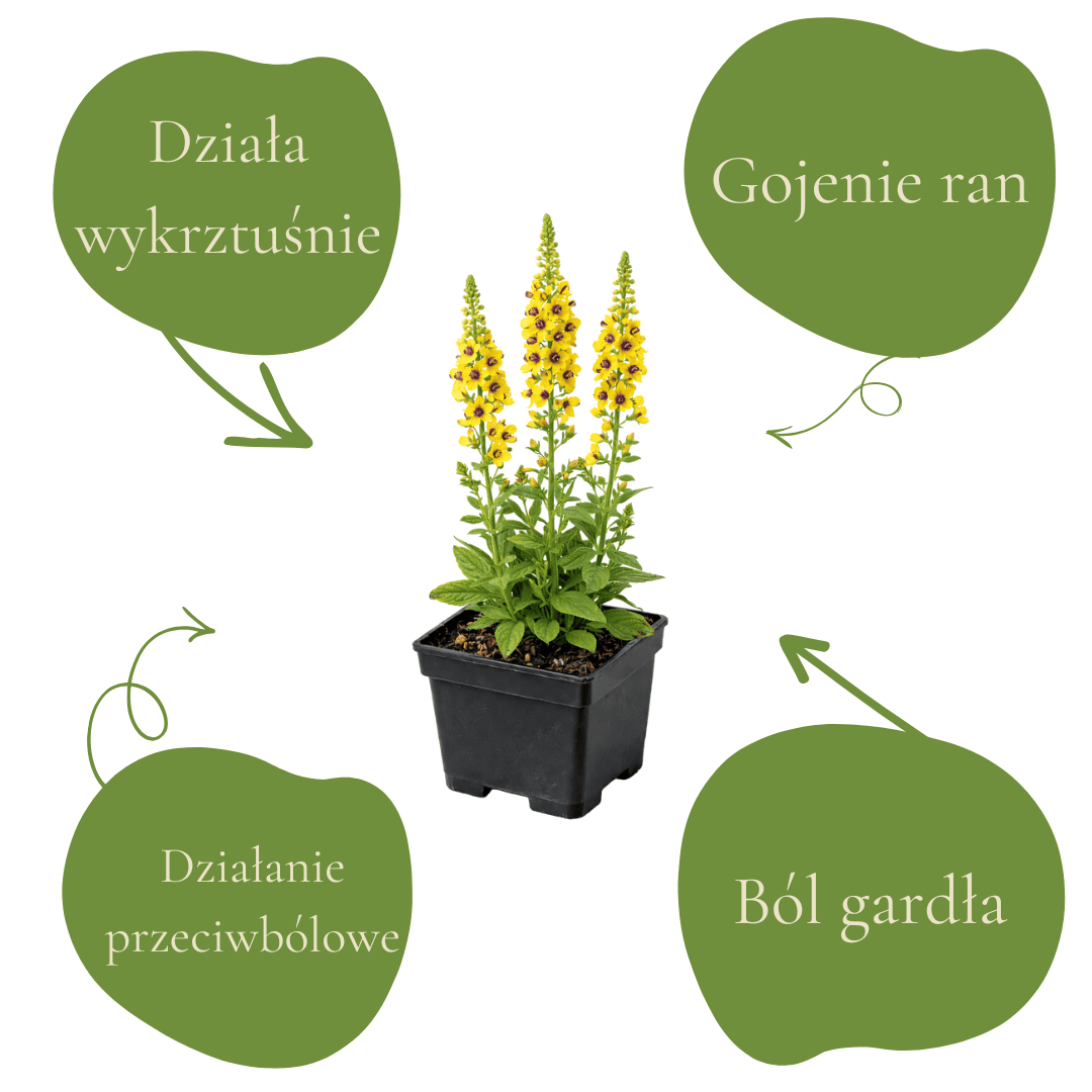 Naturalny sposób na ból gardła i dolegliwości układu oddechowego.