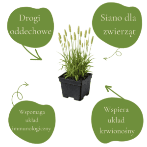 Zioło lecznicze w doniczce z opisami korzyści zdrowotnych.
