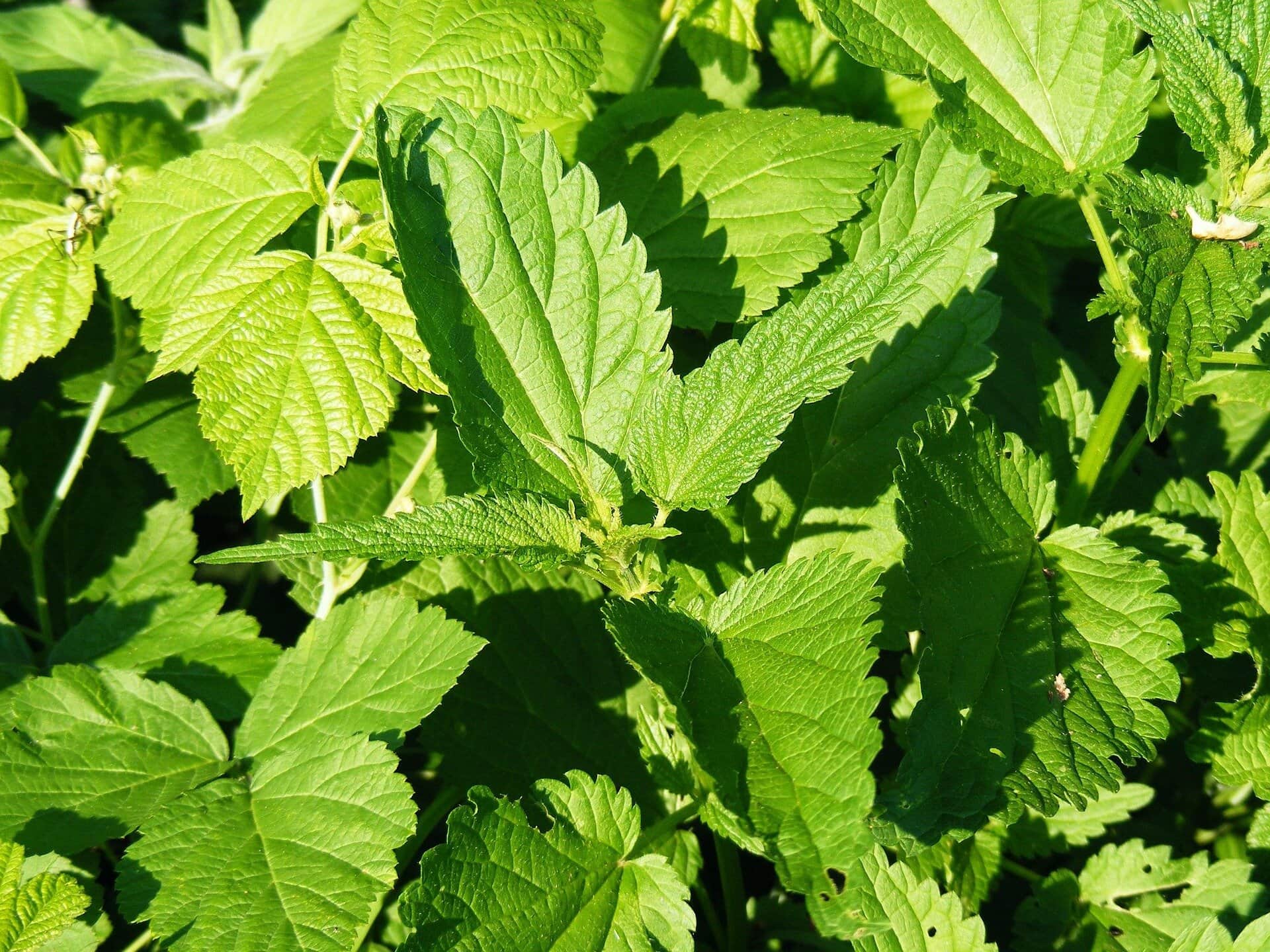 a0c325c96905c1bb26bb2f92ea4d7100