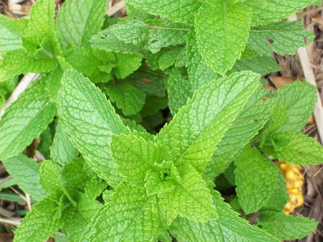 mieta-pieprzowa-orange-fresh-mentha-piperita-prozdrowotna-u-szeptuchy-usztpuchy-sadzonka-duza-zielnik