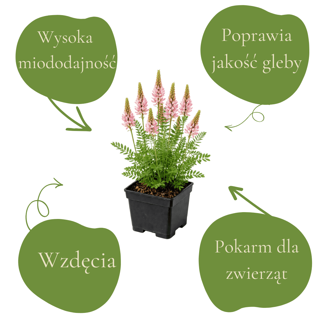 Roślina miododajna w doniczce, kwitnąca i przyciągająca pszczoły.