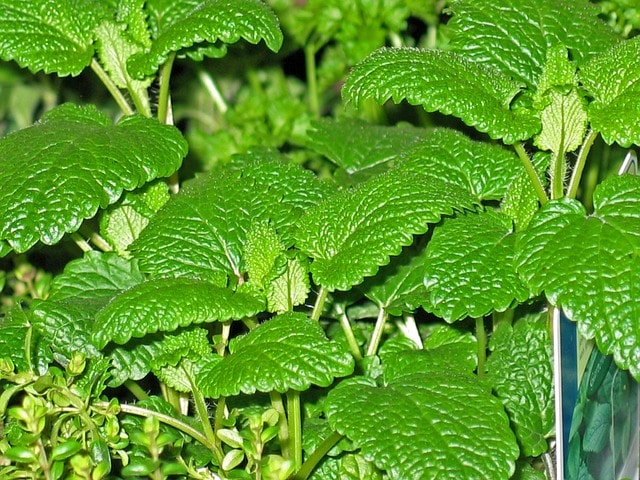 mieta-pieprzowa-lemon-fresh-mentha-piperita-prozdrowotna-u-szeptuchy-usztpuchy-sadzonka-duza-zielnik