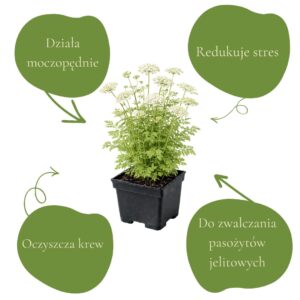 0aac2aa0cce8310ec795849979caf7bb