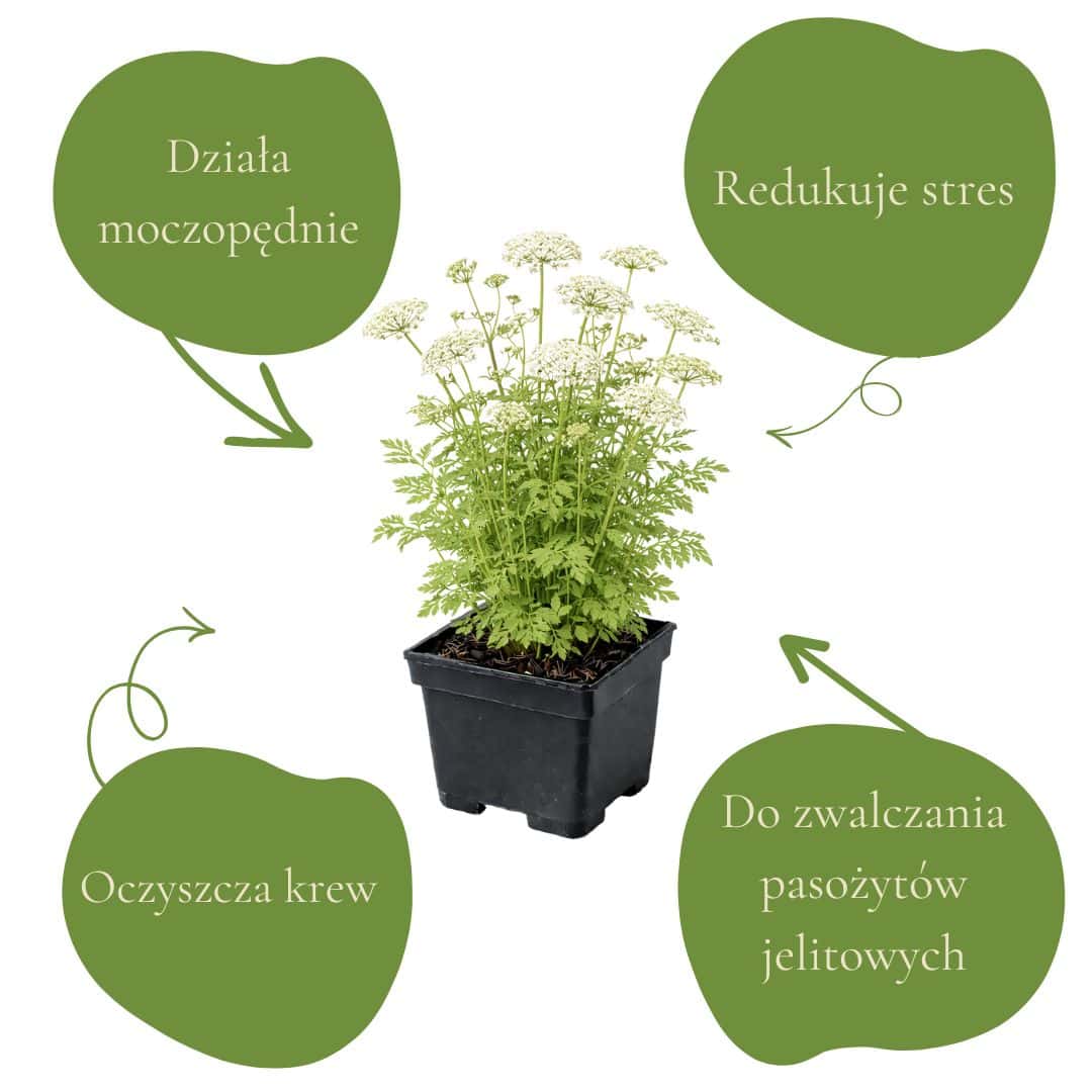 0aac2aa0cce8310ec795849979caf7bb