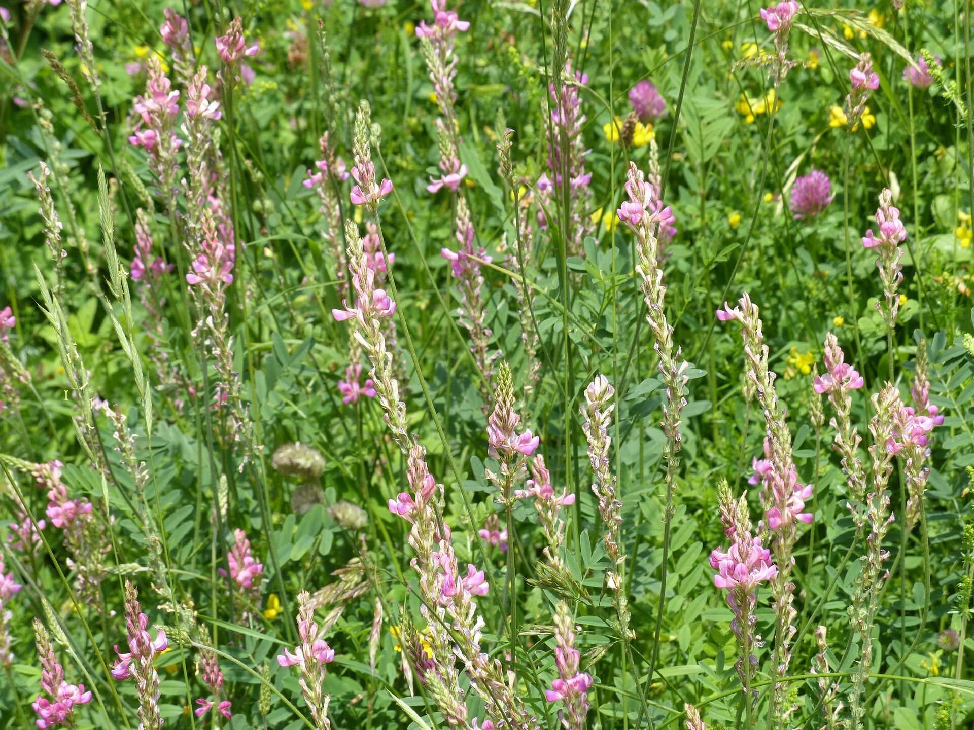 Łąka z kwitnącymi ziołami i kwiatami, idealna do relaksu i medytacji.