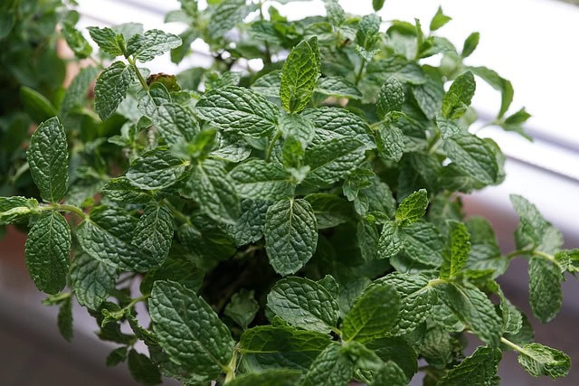 mieta-pieprzowa-lemon-fresh-mentha-piperita-prozdrowotna-u-szeptuchy-usztpuchy-sadzonka-duza-zielnik