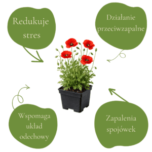 Kwiatki w doniczce z opisami korzyści zdrowotnych, takich jak redukcja stresu i wsparcie układu odde.
