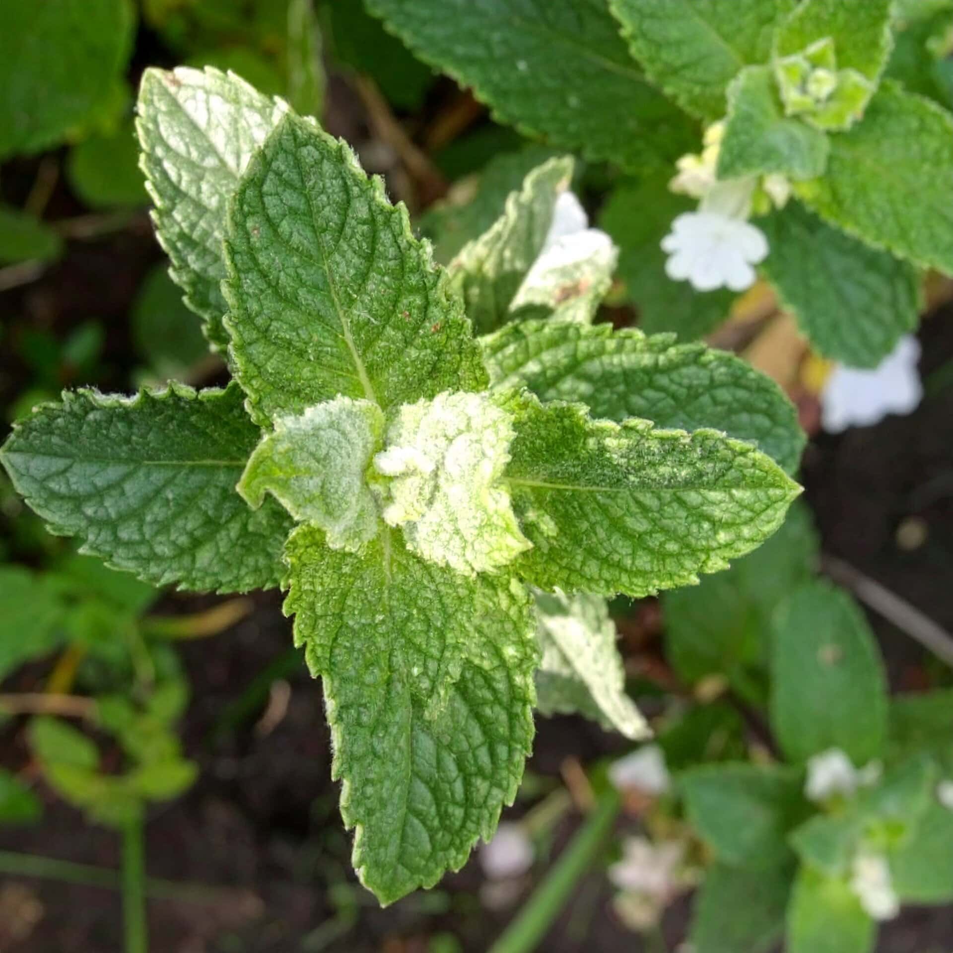 mieta-variegata-mentha-sp-prozdrowotna-u-szeptuchy-usztpuchy-sadzonka-duza-zielnik