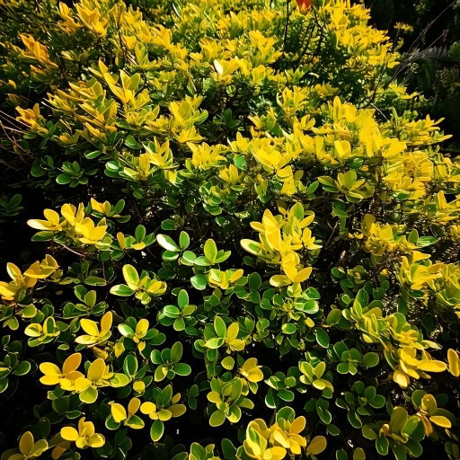 f1fda9b11f41fb639dc830f7dc4ac2dd