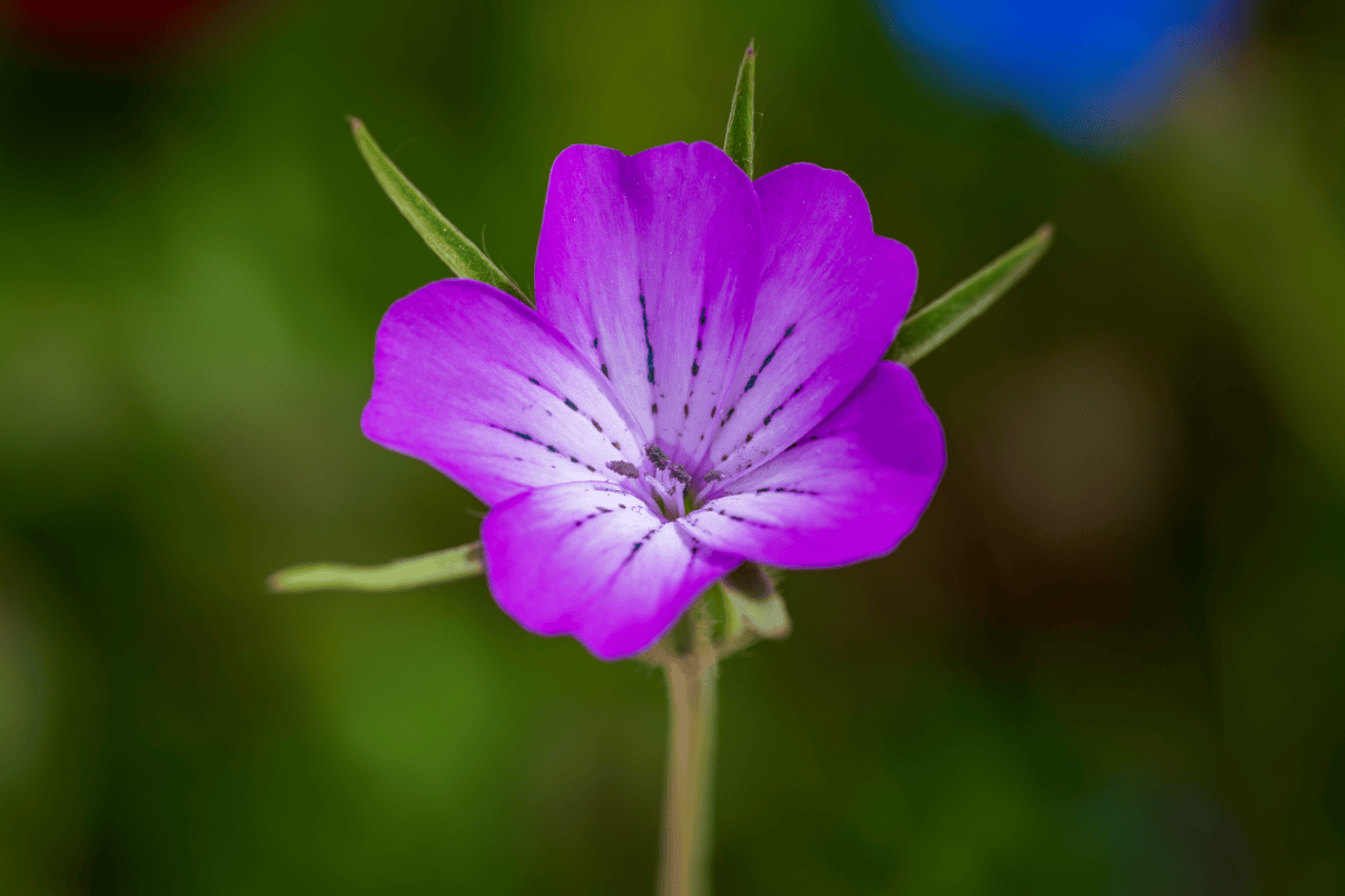 33e0fd21b943a9c57db464daf8bd0556