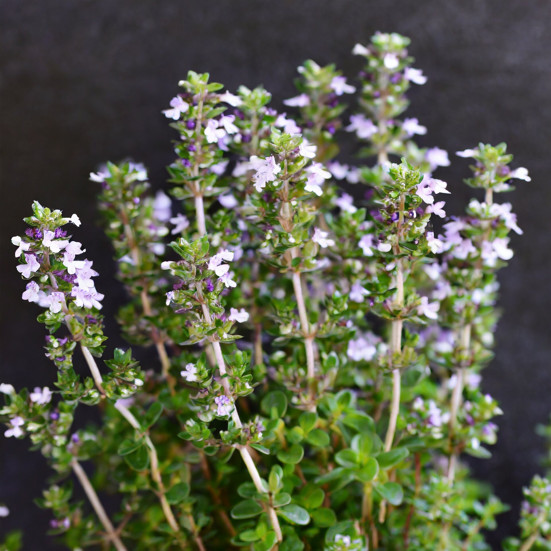 174c162eb4eb163fe2004dfa7c60851c