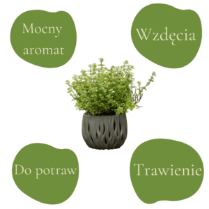 Ziołowa roślina oregano w doniczce, aromatyczna i zdrowa.