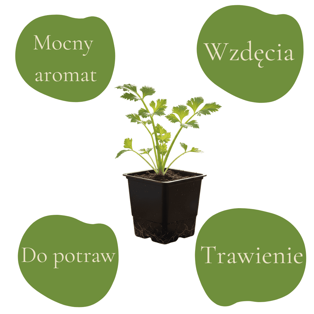 Zdrowe warzywo o mocnym aromacie, idealne do potraw i na wzdęcia.