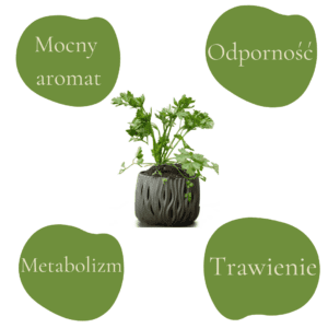 Włoska pietruszka naciowa (Petroselinum crispum subsp. neapolitanum)