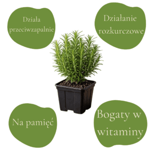 Świeży rozmaryn lekarski w doniczce, z opisami jego właściwości i korzyści zdrowotnych.