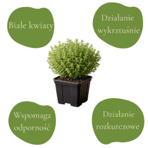 Macierzanka piaskowa 'Albus' w doniczce, z opisami jej właściwości zdrowotnych.