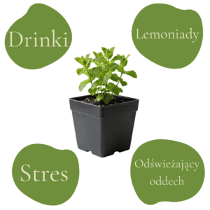 Mięta pieprzowa 'Chocolatte'  (Mentha ×piperita )