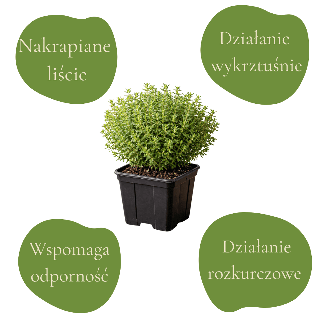 Umacniona macierzanka cytrynowa w doniczce, aromatyczna i dekoracyjna roślina z żółto-zielonymi liść.