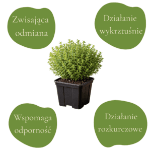 Zioło lecznicze Macierzanka wczesna 'Pink Chintz' w doniczce.