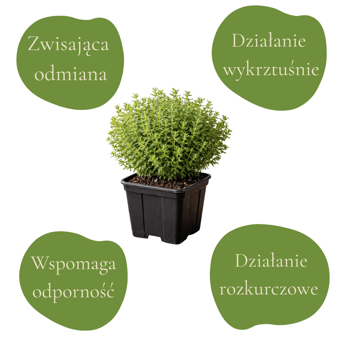 Zioło lecznicze Macierzanka wczesna 'Pink Chintz' w doniczce.