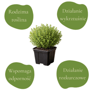 Macierzanka karpacka (Thymus carpaticus)