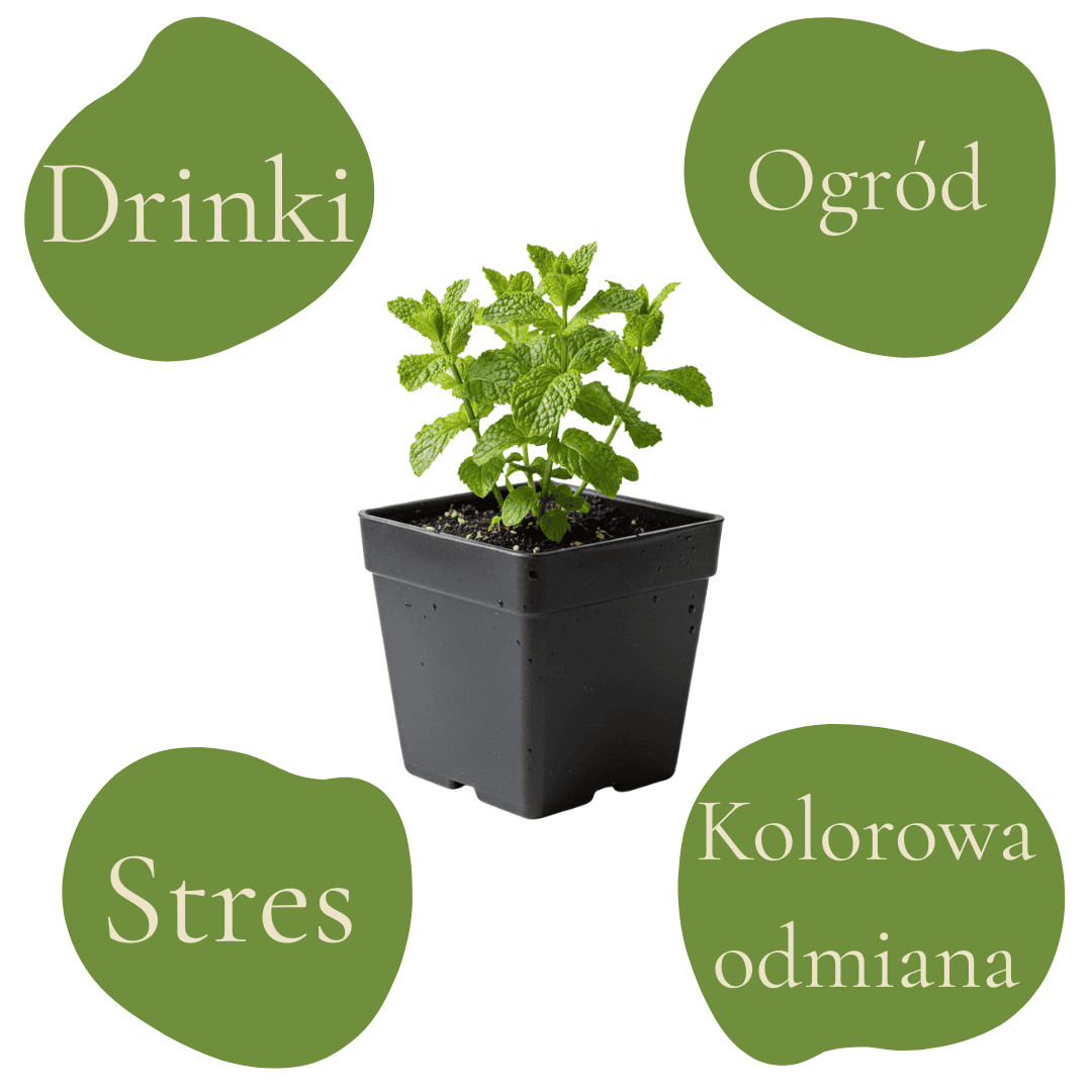 Mięta pieprzowa 'Variegata' w doniczce, popularna roślina aromatyczna i ozdobna do ogrodu i kuchni.