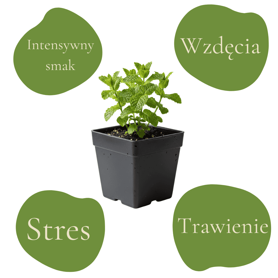 Mięta okrągłolistna 'Eau de Cologne' w doniczce, aromatyczna roślina z efektami relaksującymi.