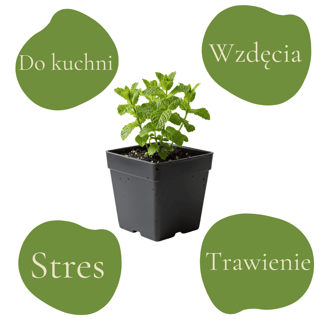 Mentha × piperita - świeża mięta do herbaty i potraw.