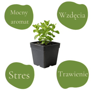 Aromatyczna mięta długolistna w doniczce.