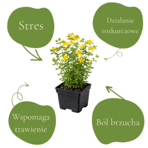 Roślina lecznicza na stres, ból brzucha i trawienie w doniczce.