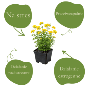 Roślina lecznicza na stres, przeciwzapalnie, estrogenne działanie, rozkurczowe.