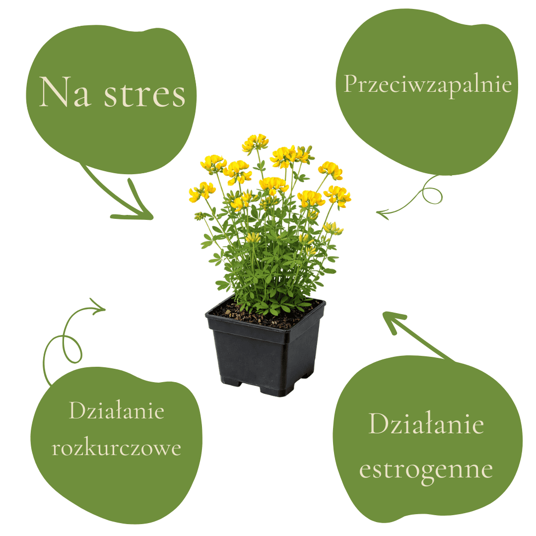 Roślina lecznicza na stres, przeciwzapalnie, estrogenne działanie, rozkurczowe.