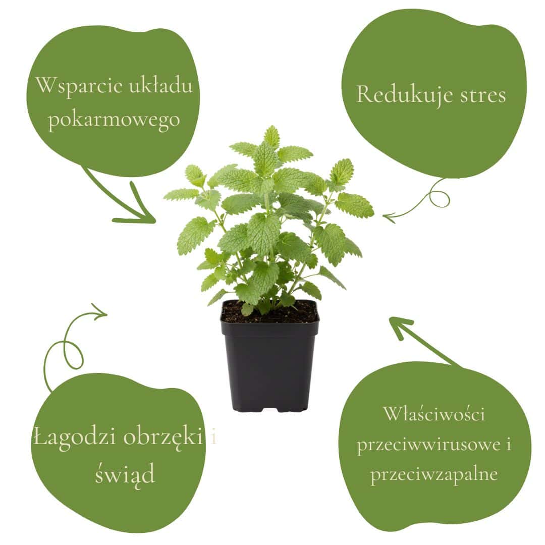 cfb7515337bafd1d8ef6fad0a03821d4