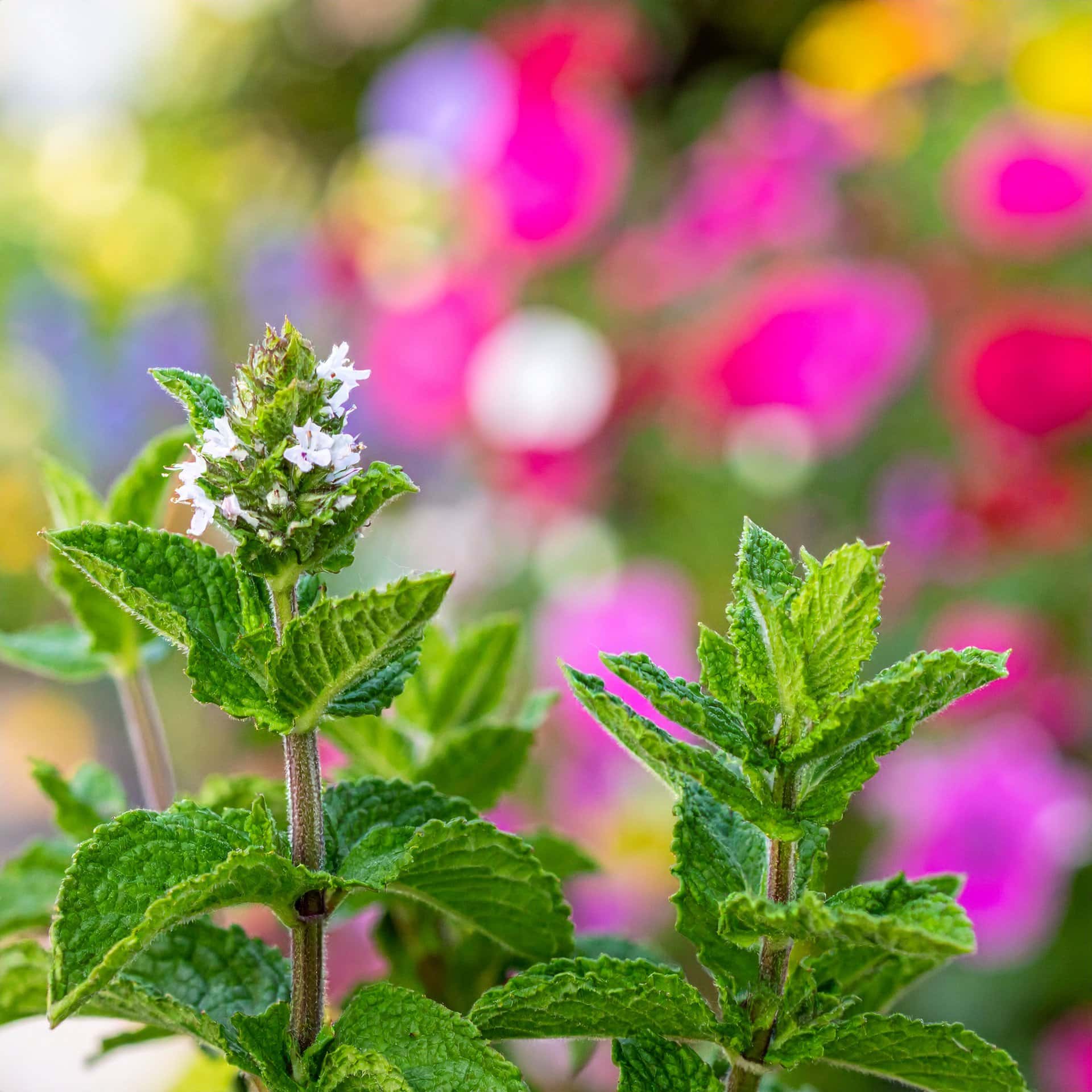 mieta-marokanska-mentha-spicata-prozdrowotna-u-szeptuchy-usztpuchy-sadzonka-duza-zielnik