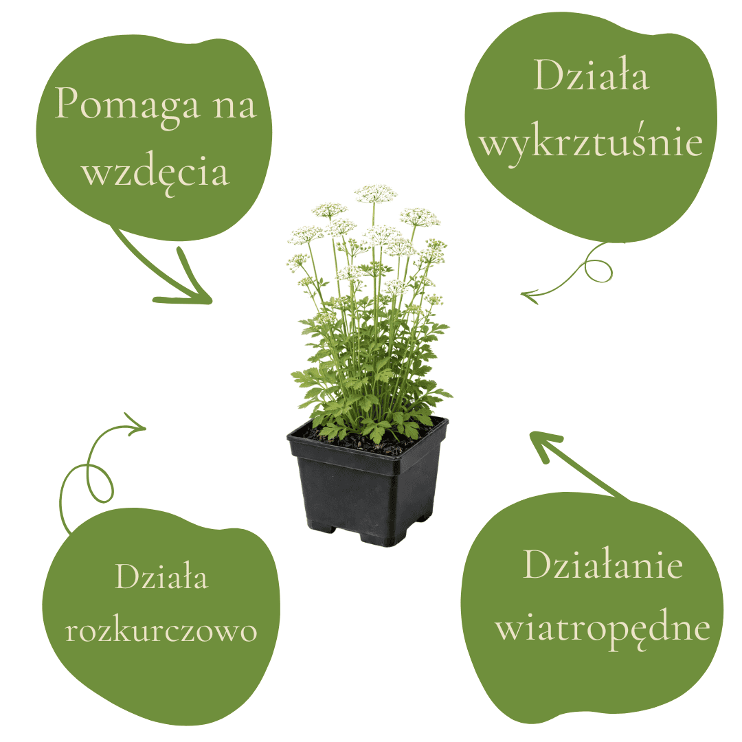 Pomaga na wzdęcia, działa wiatropędnie i rozkurczowo. Naturalny sposób na poprawę trawienia i komfor.