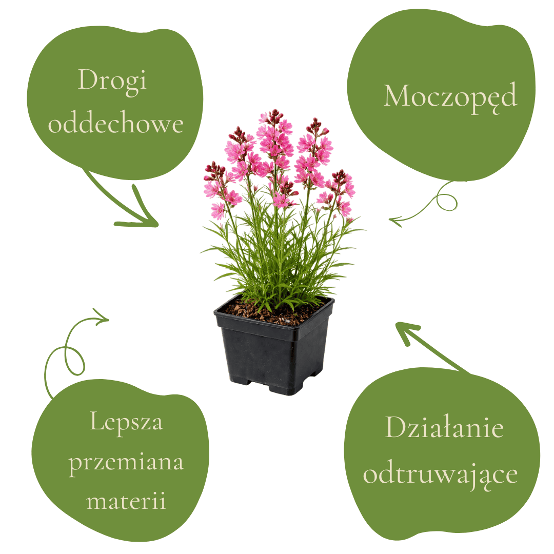Naturalne wsparcie zdrowia i odtruwania organizmu.