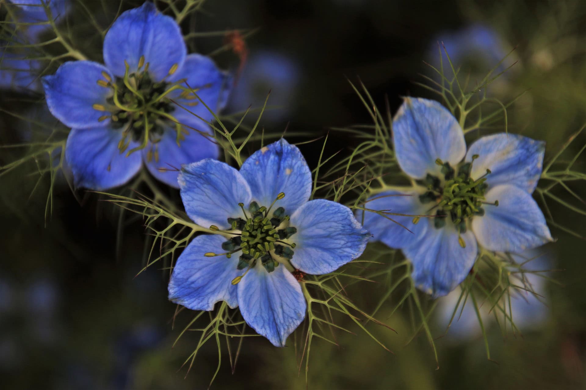 0f50a0dc827fe973c3f61596c0299dd6