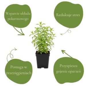 c1bfbb6f14fc5fac895dce9285540685