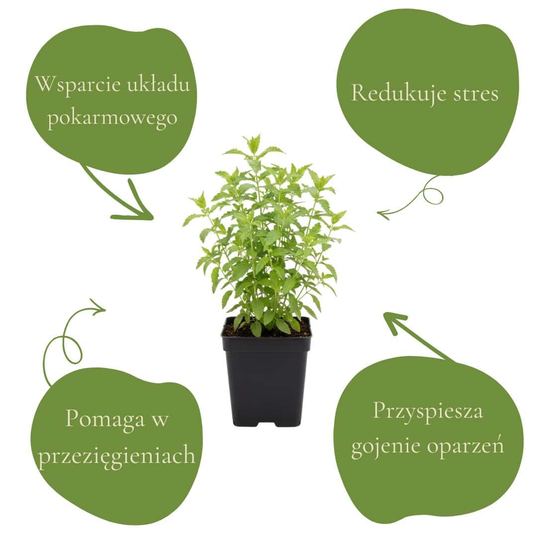 c1bfbb6f14fc5fac895dce9285540685