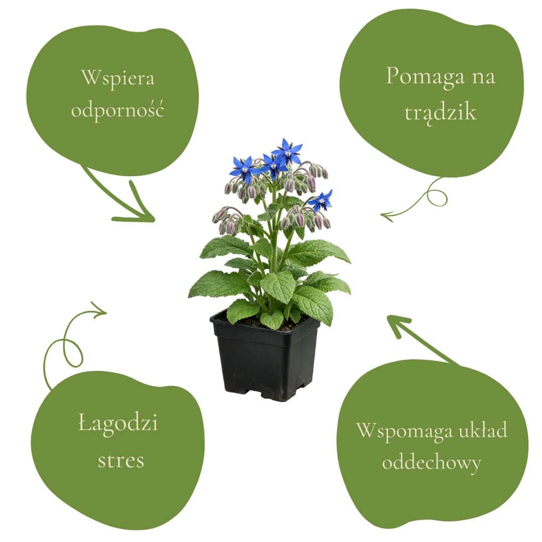 19850a27e4c7fda390df260a056768a6