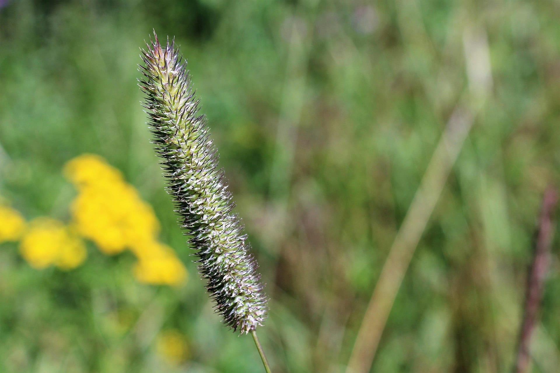 Przytulna trawa na łące, blisko natury, w słoneczny dzień.